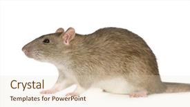  Presentation with white rat - Presentation theme consisting of rat 6 months in front background and a lemonade colored foreground