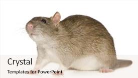  Presentation with white rat - Beautiful presentation theme featuring rat 6 months in front backdrop and a lemonade colored foreground