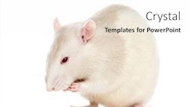  Presentation with white rat - Amazing PPT layouts having rat 6 months old isolated on white backdrop and a white colored foreground