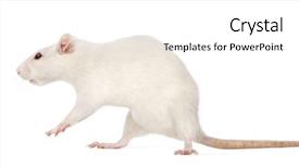  Presentation with white rat - Slides enhanced with rat 8 months old isolated background and a  colored foreground