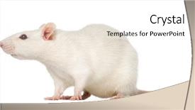  Presentation with white rat - Theme with rat 8 months old isolated background and a white colored foreground