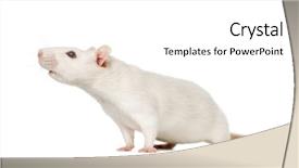  Presentation with white rat - Cool new slides with rat 8 months old isolated on white backdrop and a white colored foreground