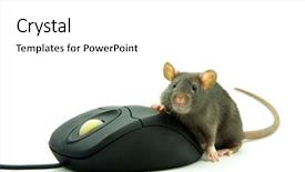  Presentation with white rat - Amazing presentation theme having rat and a computer mouse backdrop and a white colored foreground