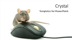  Presentation with white rat - Beautiful slides featuring rat and a computer mouse backdrop and a white colored foreground