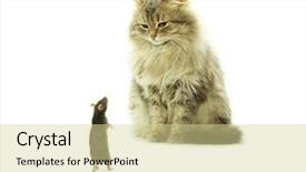  Presentation with rat - Colorful slides enhanced with rat and cat backdrop and a  colored foreground