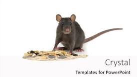  Presentation with white rat - Cool new PPT theme with rat-and-rodents-feed-isolated backdrop and a white colored foreground