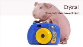 Presentation with guinea pig - Colorful slides enhanced with rat animal - guinea pig is taking backdrop and a lemonade colored foreground