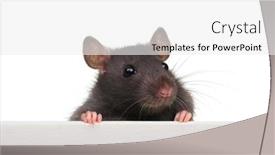  Presentation with white rat - Cool new slide deck with rat closeup on a white background looking funny backdrop and a white colored foreground