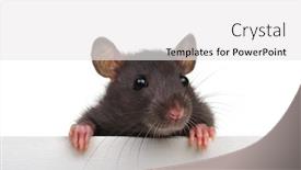  Presentation with white rat - Presentation theme consisting of rat closeup on a white background looking funny background and a white colored foreground