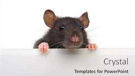  Presentation with white rat - Colorful PPT layouts enhanced with rat-closeup-on-a-white backdrop and a light gray colored foreground