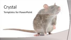  Presentation with rat - Slides enhanced with rat i background and a white colored foreground