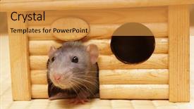  Presentation with rat - Slides with rat in a wooden house background and a gold colored foreground