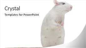  Presentation with white rat - Slides featuring rat in front background and a white colored foreground