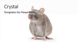  Presentation with white rat - Presentation theme featuring rat isolated on white background background and a  colored foreground