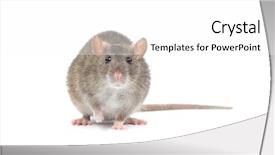  Presentation with white rat - Colorful PPT theme enhanced with rat isolated on white background backdrop and a  colored foreground