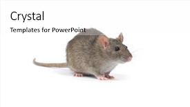  Presentation with white rat - Slides with rat isolated on white background background and a white colored foreground