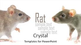  Presentation with white rat - Cool new presentation with rat isolated on white background backdrop and a  colored foreground