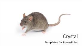  Presentation with rat - PPT layouts featuring rat isolated on white background background and a white colored foreground