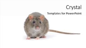  Presentation with white rat - Slides enhanced with research information knowledge question report background and a light gray colored foreground