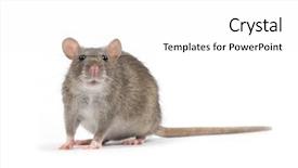 Presentation with white rat - PPT layouts enhanced with rat isolated on white background background and a white colored foreground