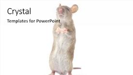 Presentation with white rat - Slide deck enhanced with rat isolated on white background background and a white colored foreground