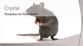  Presentation with white rat - Audience pleasing slide deck consisting of rat-isolated-on-white-background backdrop and a white colored foreground