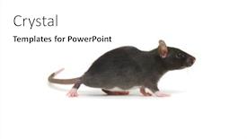  Presentation with white rat - Beautiful theme featuring rat-isolated-on-white-background backdrop and a white colored foreground