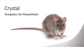  Presentation with white rat - Audience pleasing PPT layouts consisting of rat isolated on white background backdrop and a white colored foreground