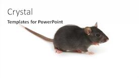  Presentation with white rat - Amazing PPT theme having rat-isolated-on-white-background backdrop and a white colored foreground