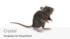  Presentation with white rat - Colorful presentation theme enhanced with rat-isolated-on-white-background backdrop and a light gray colored foreground