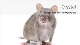 Presentation with white rat - Colorful presentation theme enhanced with rat isolated on white background backdrop and a light gray colored foreground