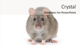  Presentation with rat - Colorful presentation theme enhanced with rat isolated on white background backdrop and a white colored foreground