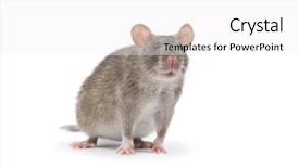  Presentation with white rat - Beautiful presentation design featuring rat isolated on white background backdrop and a white colored foreground