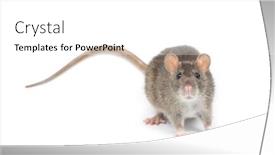  Presentation with rat - 