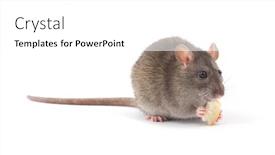  Presentation with rat - 