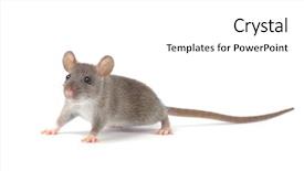  Presentation with white rat - Beautiful PPT theme featuring rat isolated on white background backdrop and a white colored foreground
