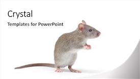  Presentation with white rat - PPT theme consisting of rat isolated on white background background and a white colored foreground