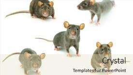  Presentation with white rat - Presentation featuring rat isolated on white background background and a lemonade colored foreground