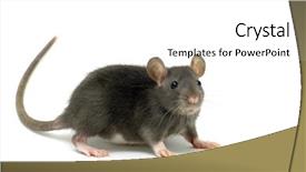  Presentation with white rat - Beautiful theme featuring rat isolated on white background backdrop and a white colored foreground