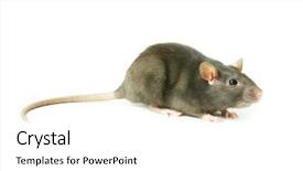  Presentation with white rat - PPT layouts consisting of rat isolated on white background background and a  colored foreground