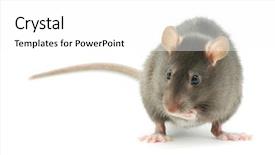  Presentation with white rat - Cool new presentation theme with rat isolated on white background backdrop and a white colored foreground