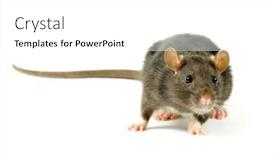  Presentation with rat - 