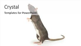  Presentation with white rat - Beautiful theme featuring rat isolated on white background backdrop and a white colored foreground