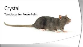  Presentation with white rat - Beautiful slides featuring rat isolated on white background backdrop and a  colored foreground