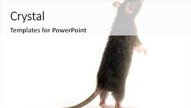  Presentation with white rat - PPT theme enhanced with rat isolated on white background background and a white colored foreground