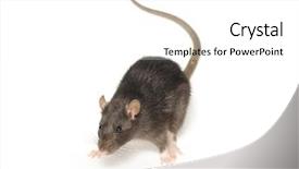  Presentation with white rat - Presentation with rat isolated on white background background and a white colored foreground