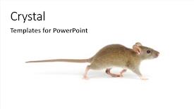  Presentation with white rat - Slides featuring rat isolated on white background background and a  colored foreground