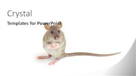 Presentation with rat - Colorful PPT layouts enhanced with rat isolated on white background backdrop and a white colored foreground