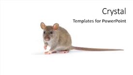  Presentation with white rat - Slides with rat isolated on white background background and a  colored foreground