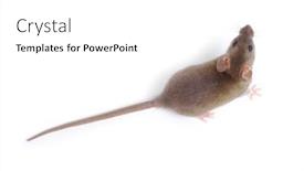  Presentation with rat - Theme with rat-isolated-on-white-background background and a white colored foreground